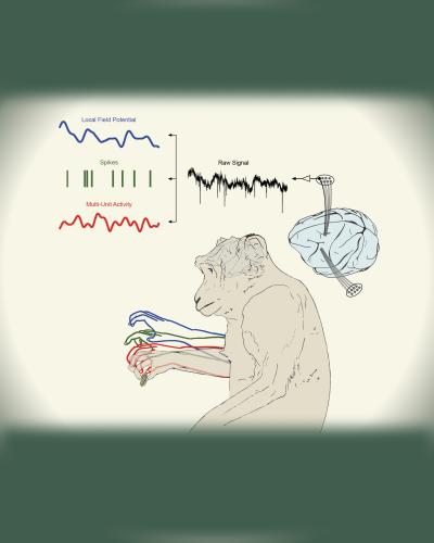 Illustrating Monkey Arm Movements