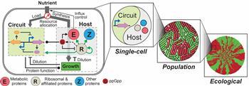Synthetic Circuits