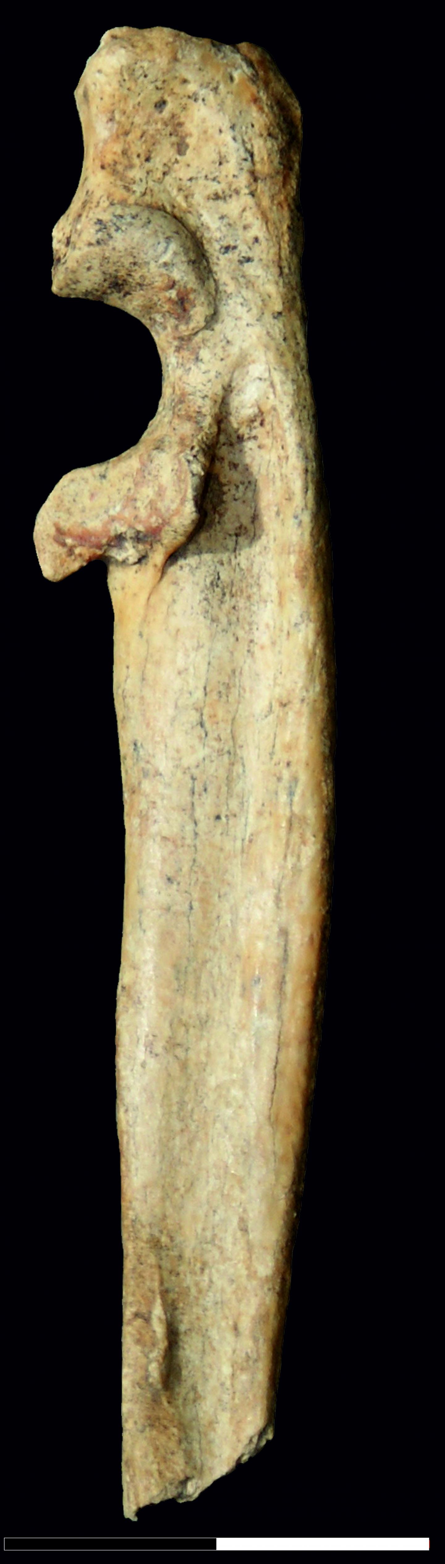 Perspektywiczna Cave Cat Ulna