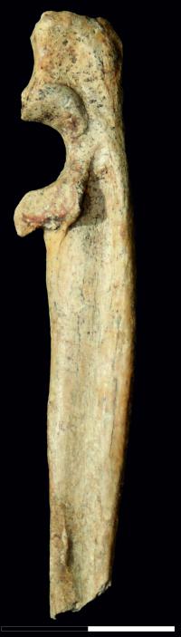 Perspektywiczna Cave Cat Ulna