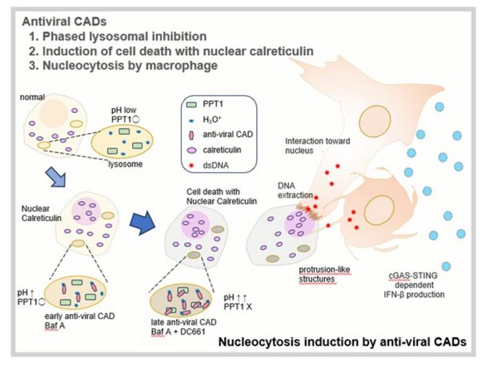 Discovery of nucleocytosis reveals immune-activation via the extraction of nuclear DNA