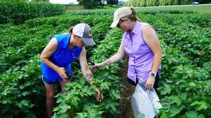 UTIA Crop Physiology Research Team