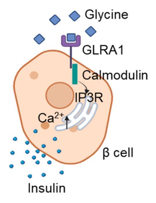 Glycine Acts as a Signal to Boost Insulin Secretion Via ER Calcium Homeostasis