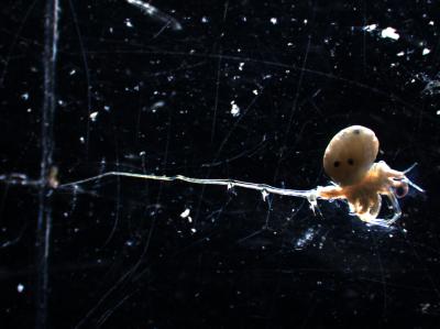 Spiny Water Flea