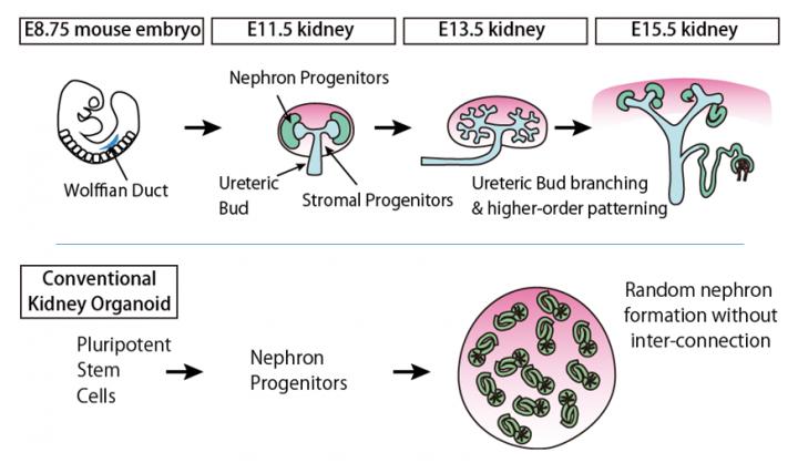 The Morphogenesis Process of a Mouse Kidney in Vivo and the Conventional Kidney Organoid From Plurip