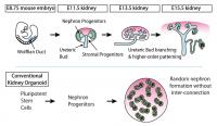 The Morphogenesis Process of a Mouse Kidney in Vivo and the Conventional Kidney Organoid From Plurip