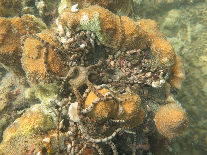 Brittle sea stars