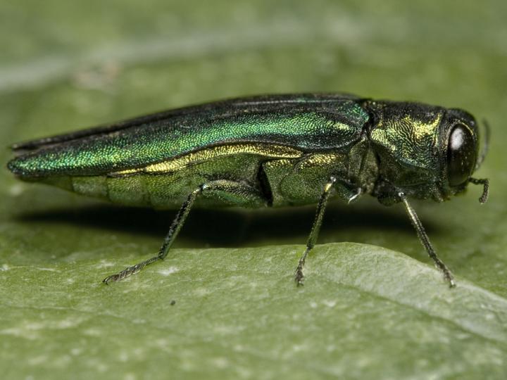 Emerald Ash Borer