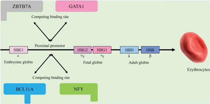 Schematic representation of competitive binding between GATA1/NFY and ZBTB7A/BCL11A complexes at the γ-globin promoter.