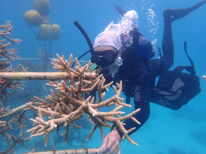 Colony of Acropora cf. virgata