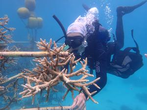 Colony of Acropora cf. virgata