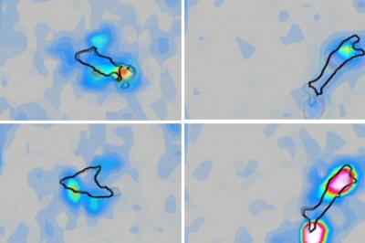Cell Motility