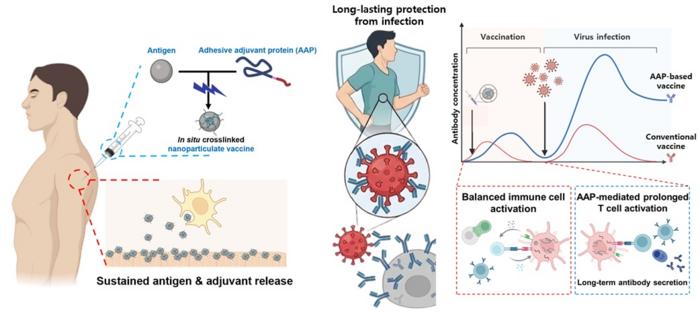 An adhesive adjuvant protein–based nanoparticulate vaccine for prolonged immune activation in vaccination, and its sustained immune-activating function compared with conventional vaccines