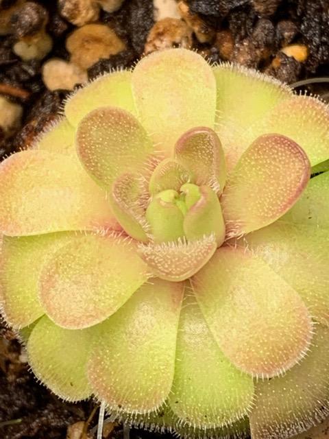 Butterwort leaves