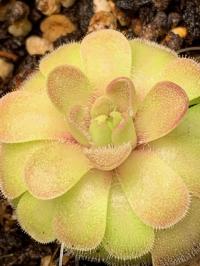 Butterwort leaves