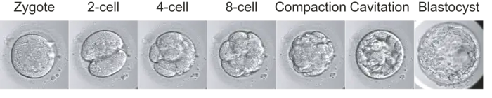 Developing base edited embryos