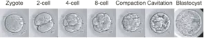 Developing base edited embryos