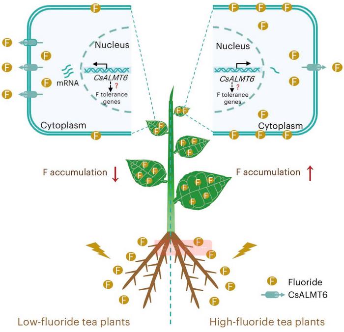 A proposed model for CsALMT6 in response to F stress in tea plants.