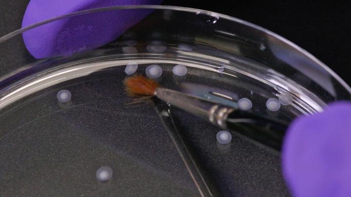 3-D Brain-Like Cultures
