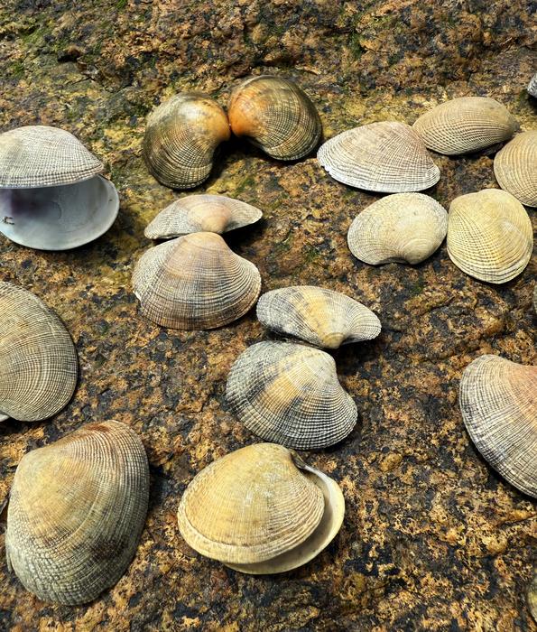 Empty Manila clam shells