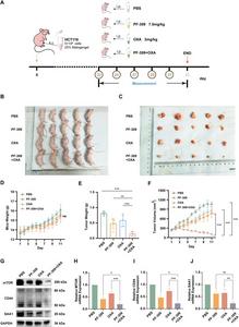 The combination of PF3758309 (PF-309) plus oxaliplatin (OXA) enhances the inhibition of tumor growth in vivo.