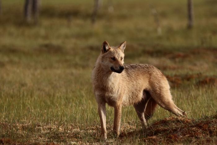 A wolf in Finland