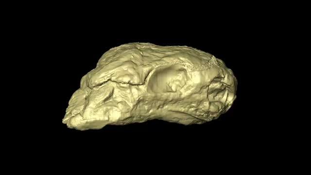 <em>Eunotosaurus</em> Animation