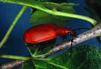 <em>Lebistina sanguinea</em>