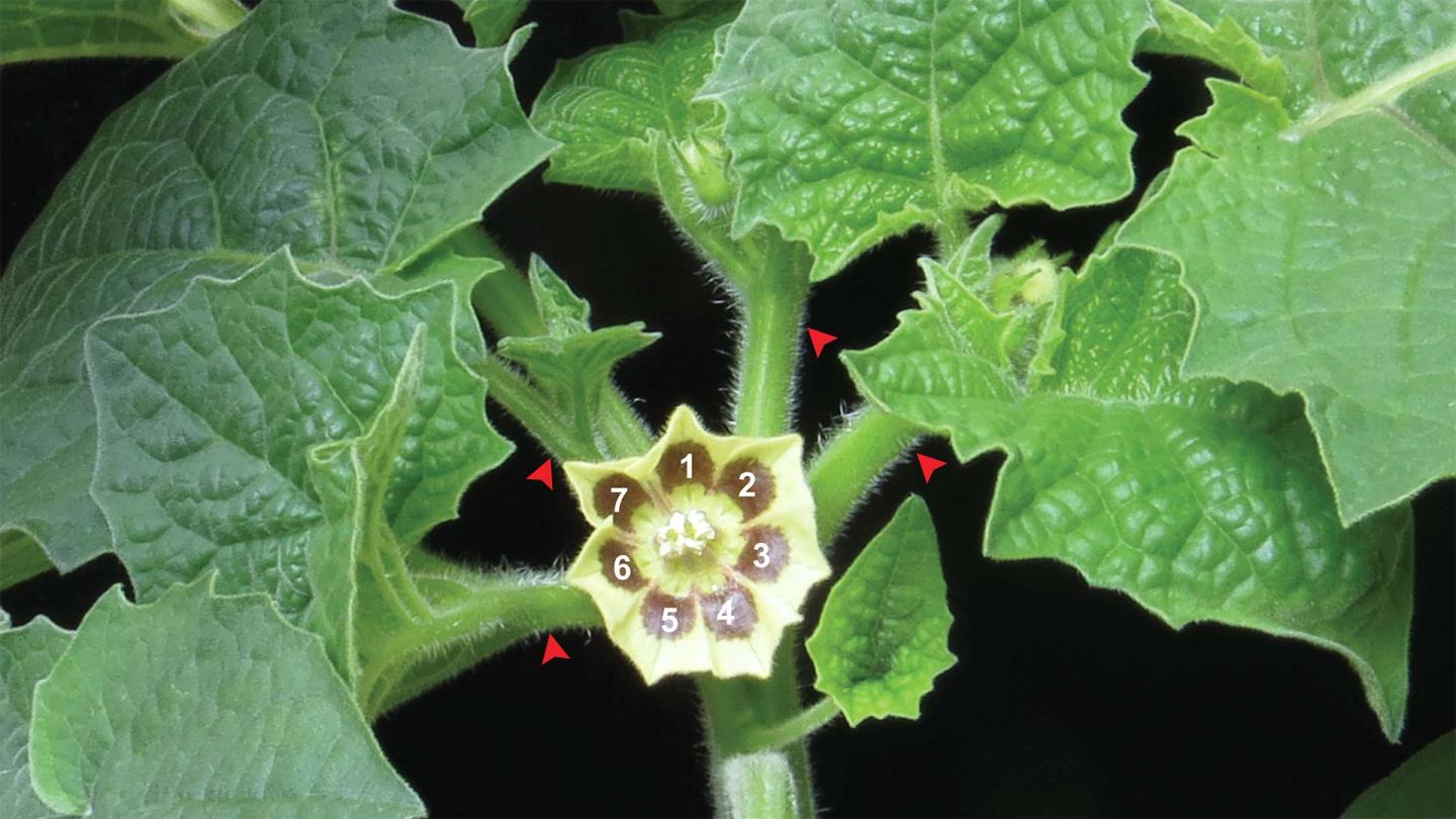 WOX9 Groundcherry