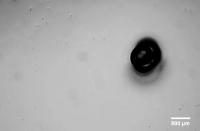 Water Droplets with & without Hydrogel Dot