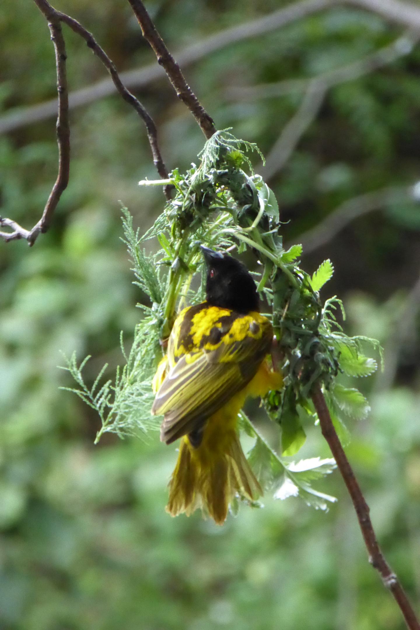 Weaver Bird Enrichment
