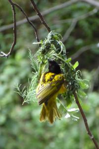 Weaver Bird Enrichment