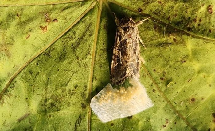 A female moth lays her eggs on a leaf.