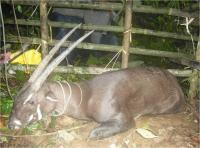 Rare Sighting of a Saola in Laos