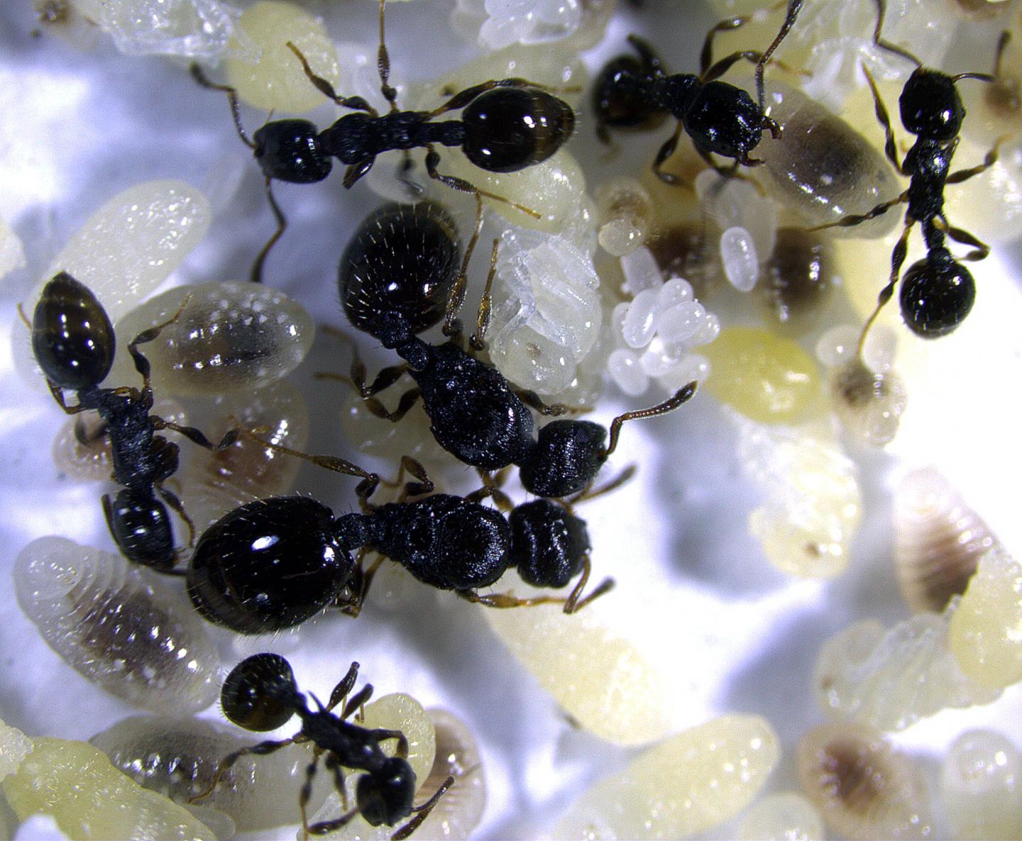 Colony