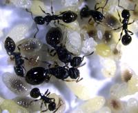 Colony