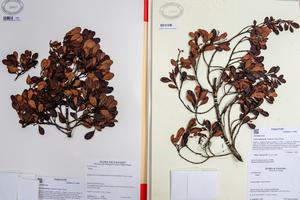 Samples of Clusia nanophylla in the STRI herbarium