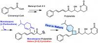 Biosynthetic Pathway