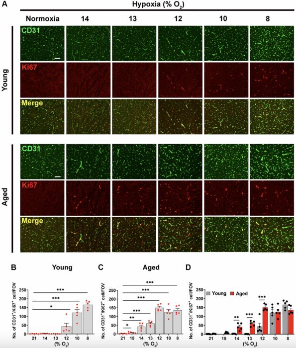 Defining the hypoxic thresholds that trigger blood-brain barrier disruption: the effect of age