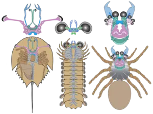 Side-by-side schematic drawings of the brains of horseshoe crab, Mollisonia and a modern spider