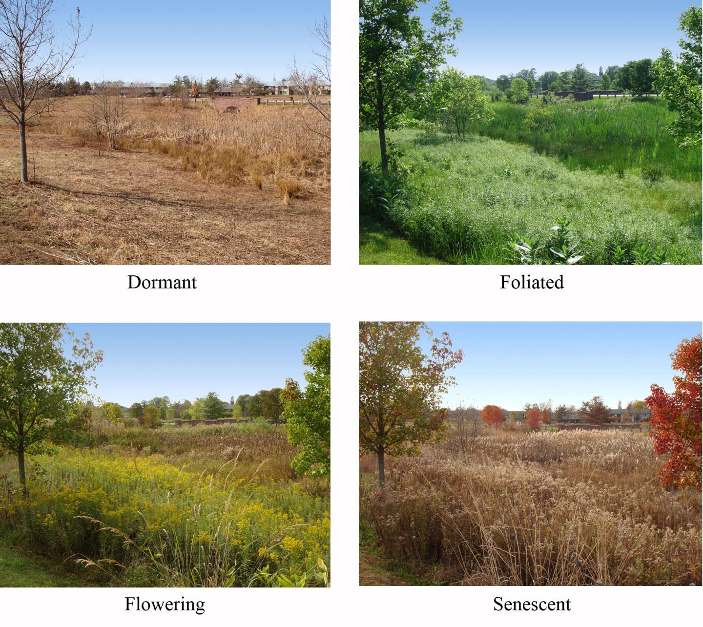 Preferences for Changing Landscape Color, Complexity Determined