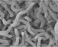 Pelagibacter