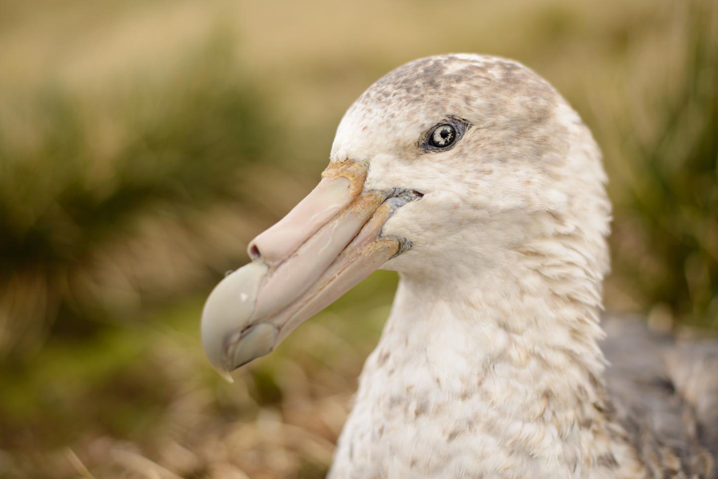 Southern Giant Petrel