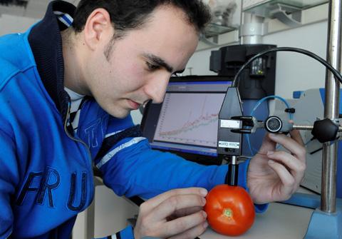 The Ripeness of Tomatoes