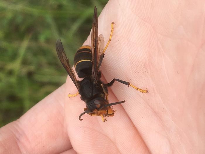 Hornet in hand