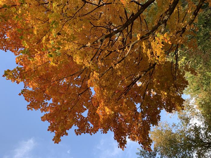 Autumnal leaf colour change in sugar maple (Acer saccharum)