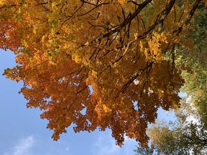 Autumnal leaf colour change in sugar maple (Acer saccharum)