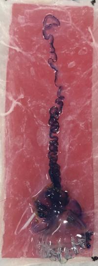 Blood Agarose Model for Testing Stings