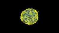 3-D Mouse Cell Genome (2 of 2)