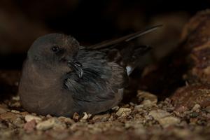 Petrel 1